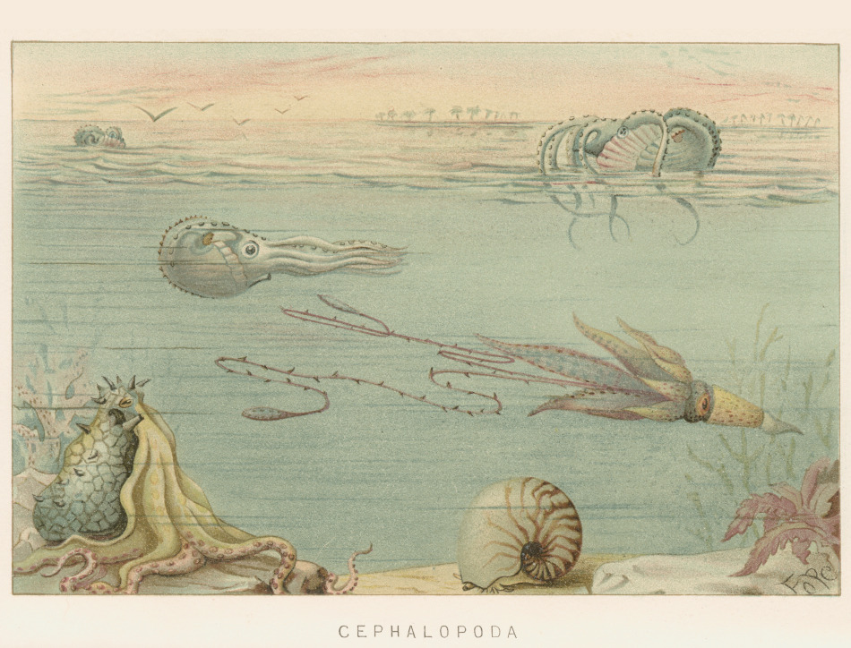 Cephalopoda